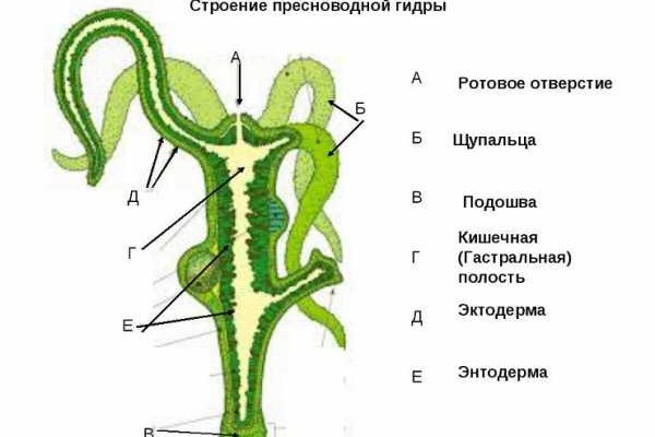 Кракен маркет только через тор скачать